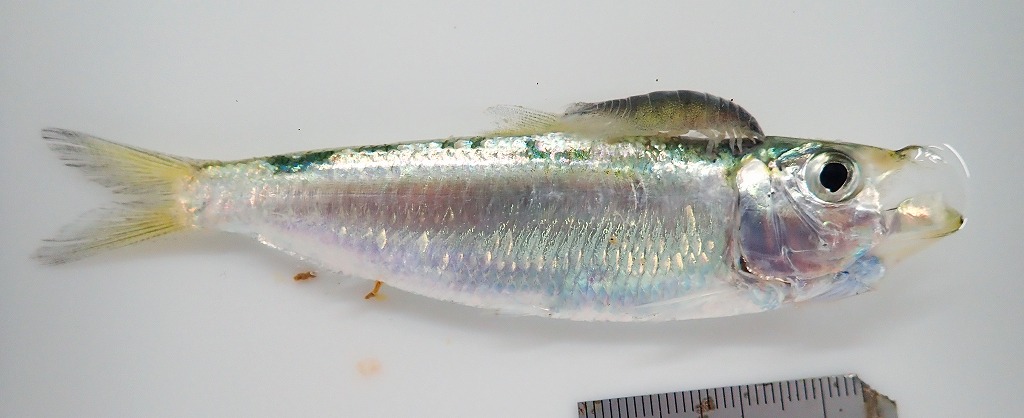 サッパノギンカ　寄生虫　寄生状況