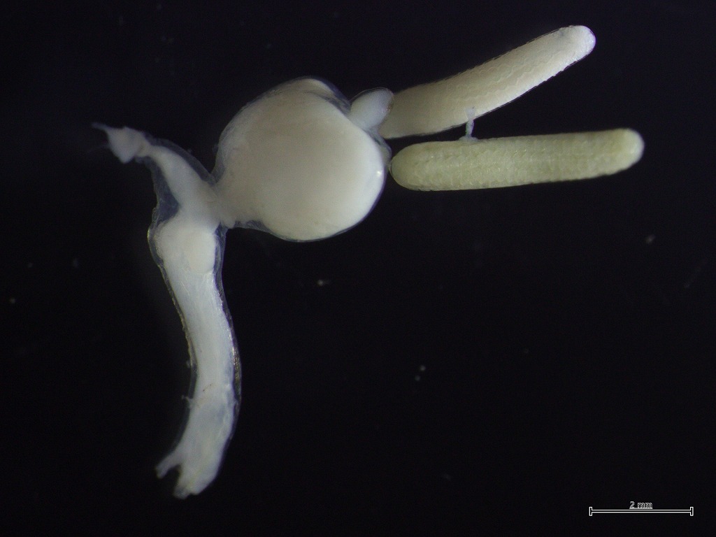 マダイ　寄生虫　コブツキナガクビムシ