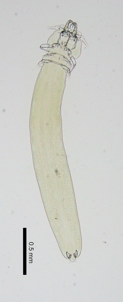 マダイ　寄生虫　エラノミ