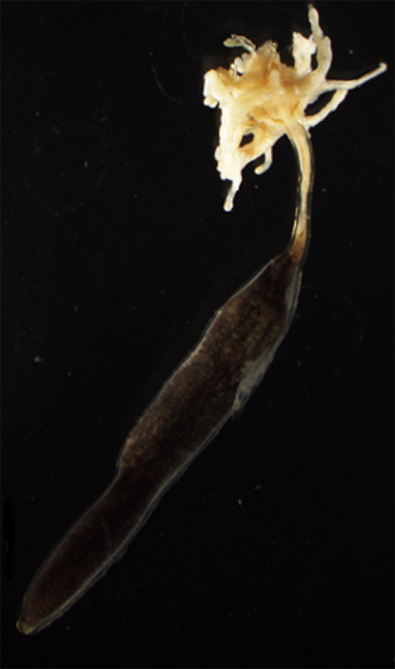 キジハタ　寄生虫　ペンネラ　イカリムシモドキ