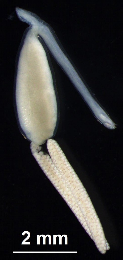 マダイ　寄生虫　ナガクビムシ