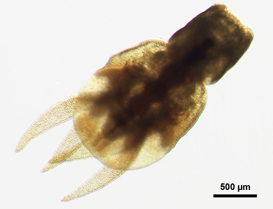 マダイ　寄生虫　ナガクビムシ