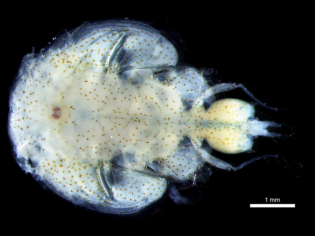 マダイ　寄生虫　サケジラミ属雌