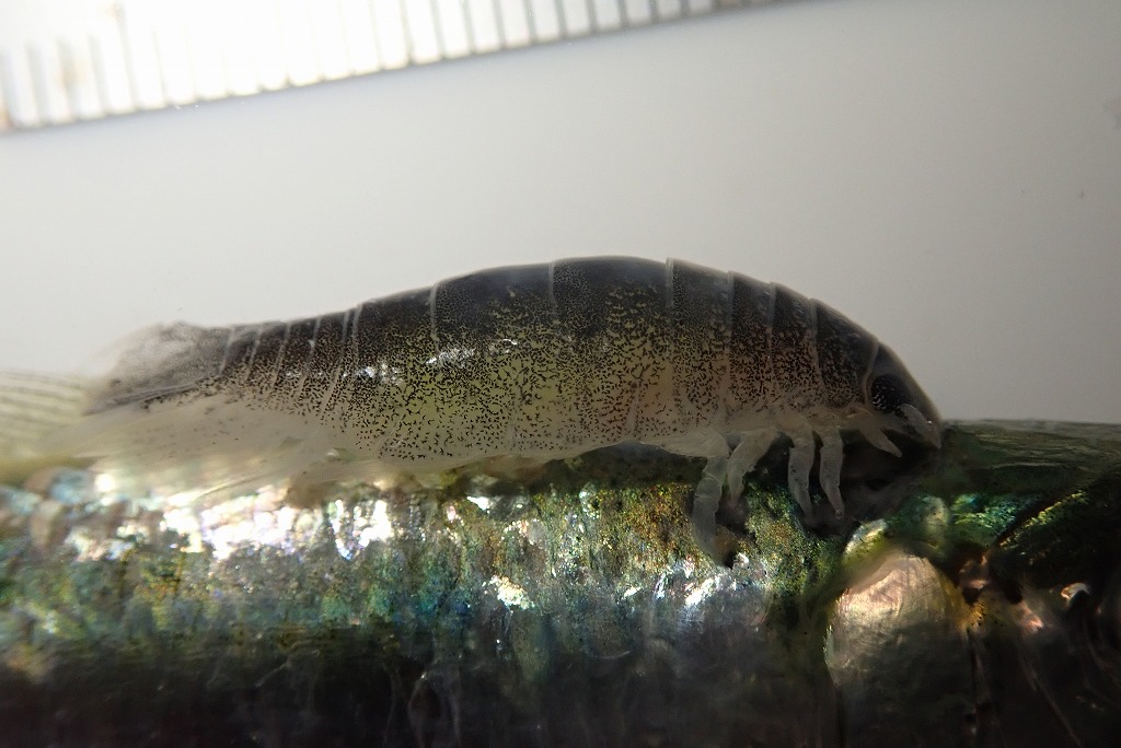 サッパノギンカ　寄生虫　寄生状況