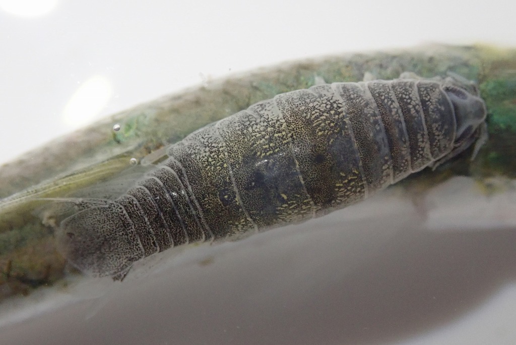 サッパノギンカ　寄生虫　寄生状況