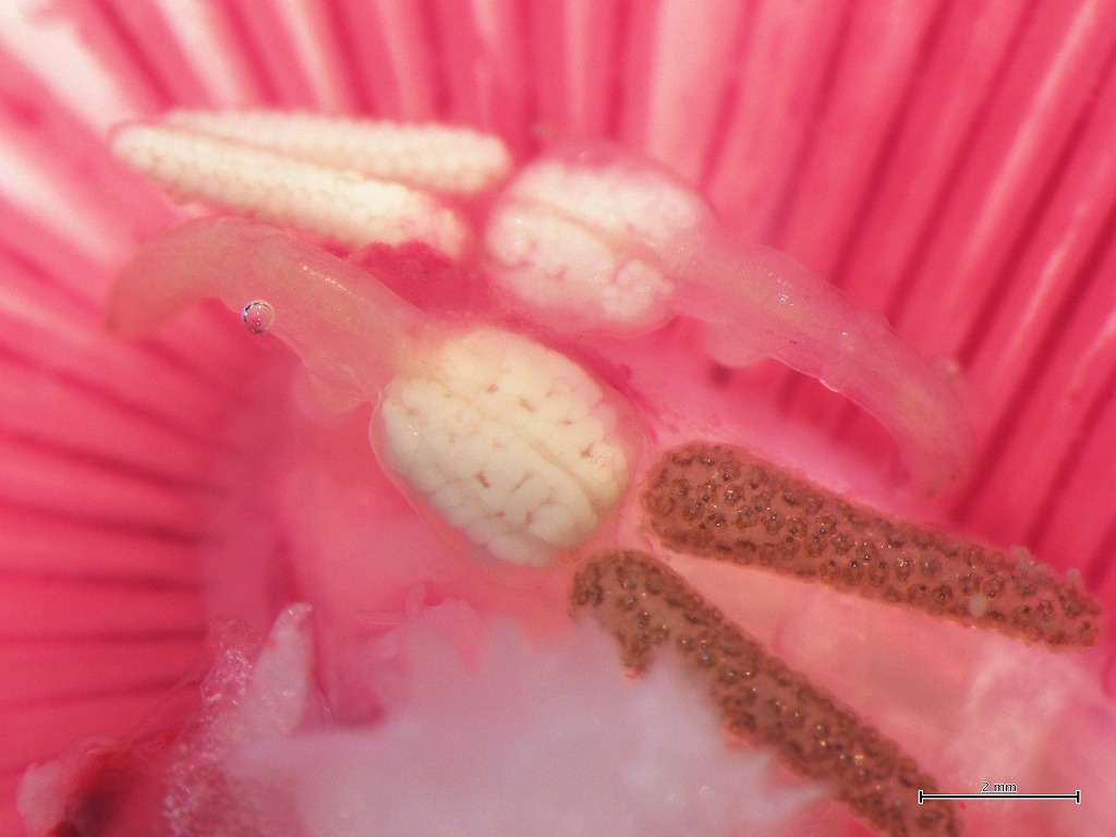 キュウセン　寄生虫　ナガクビムシ