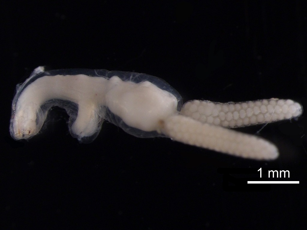 キュウセン　寄生虫