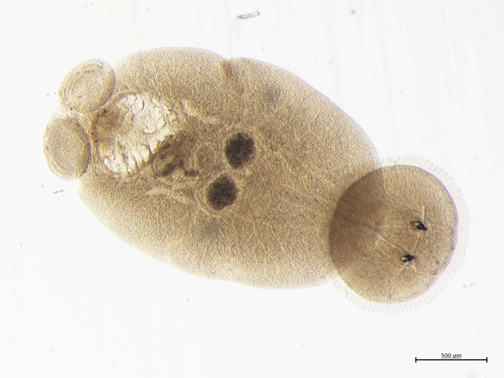 マダイ　寄生虫　ハダムシ