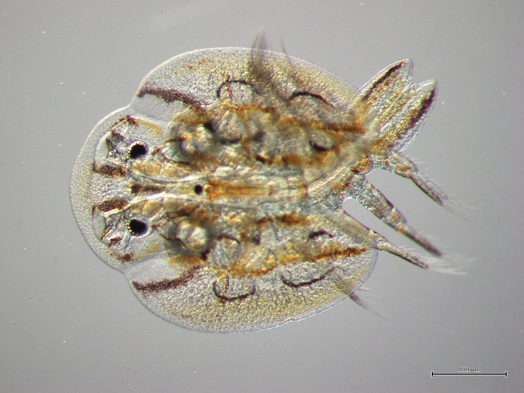 寄生虫　ウデツブムシ