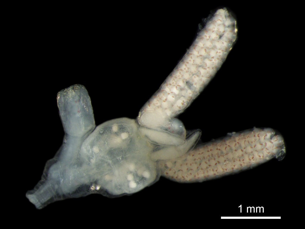 寄生虫　フグナガクビムシ