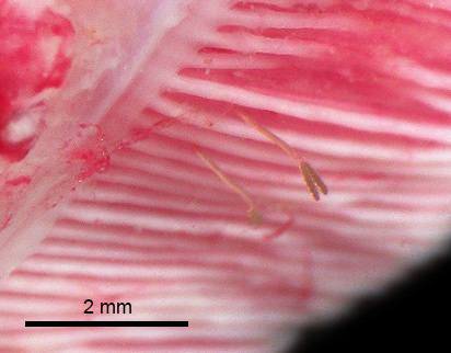 マダイ　寄生虫　エラノミ寄生状況