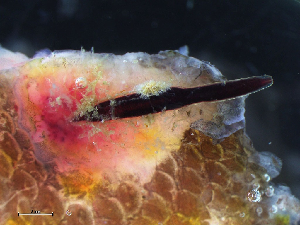 キジハタ　寄生虫　ペンネラ　イカリムシモドキ