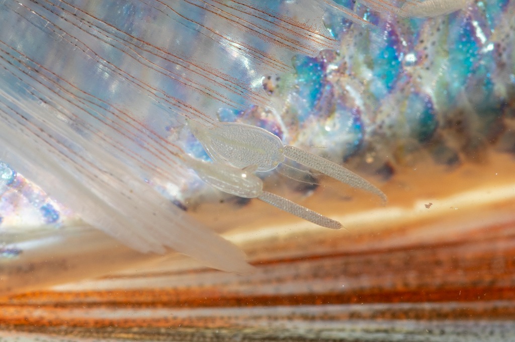 マダイ　寄生虫　ナガクビムシ