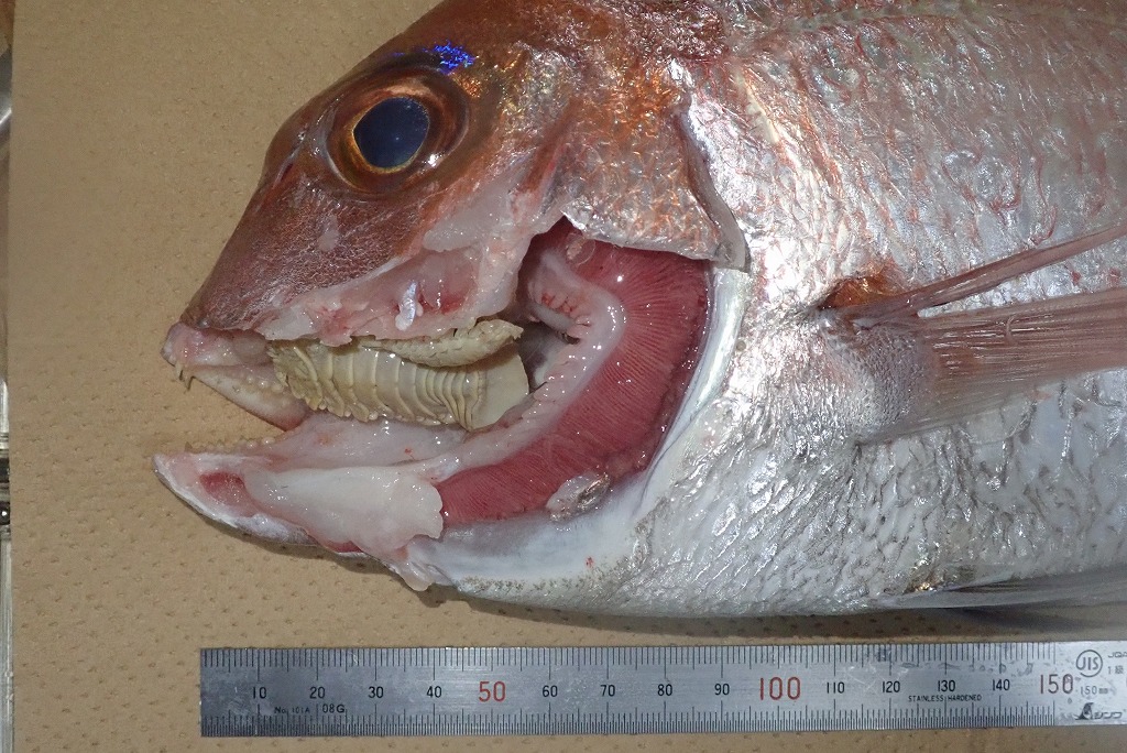 マダイ　寄生虫　タイノエ　寄生状況