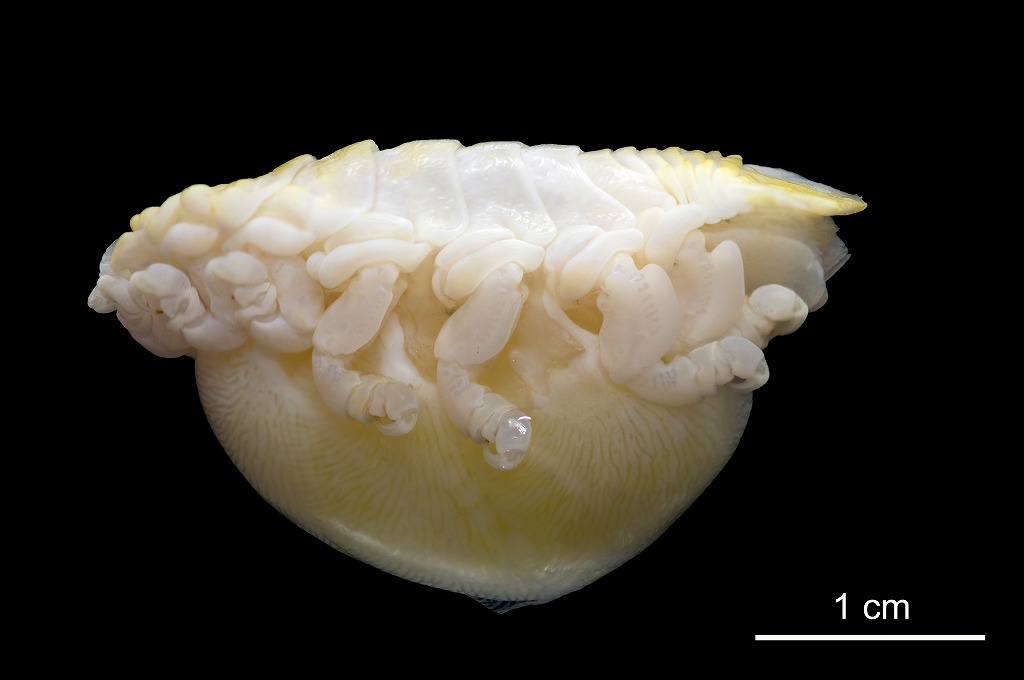 マダイ　寄生虫　タイノエ　雌成体拡大図