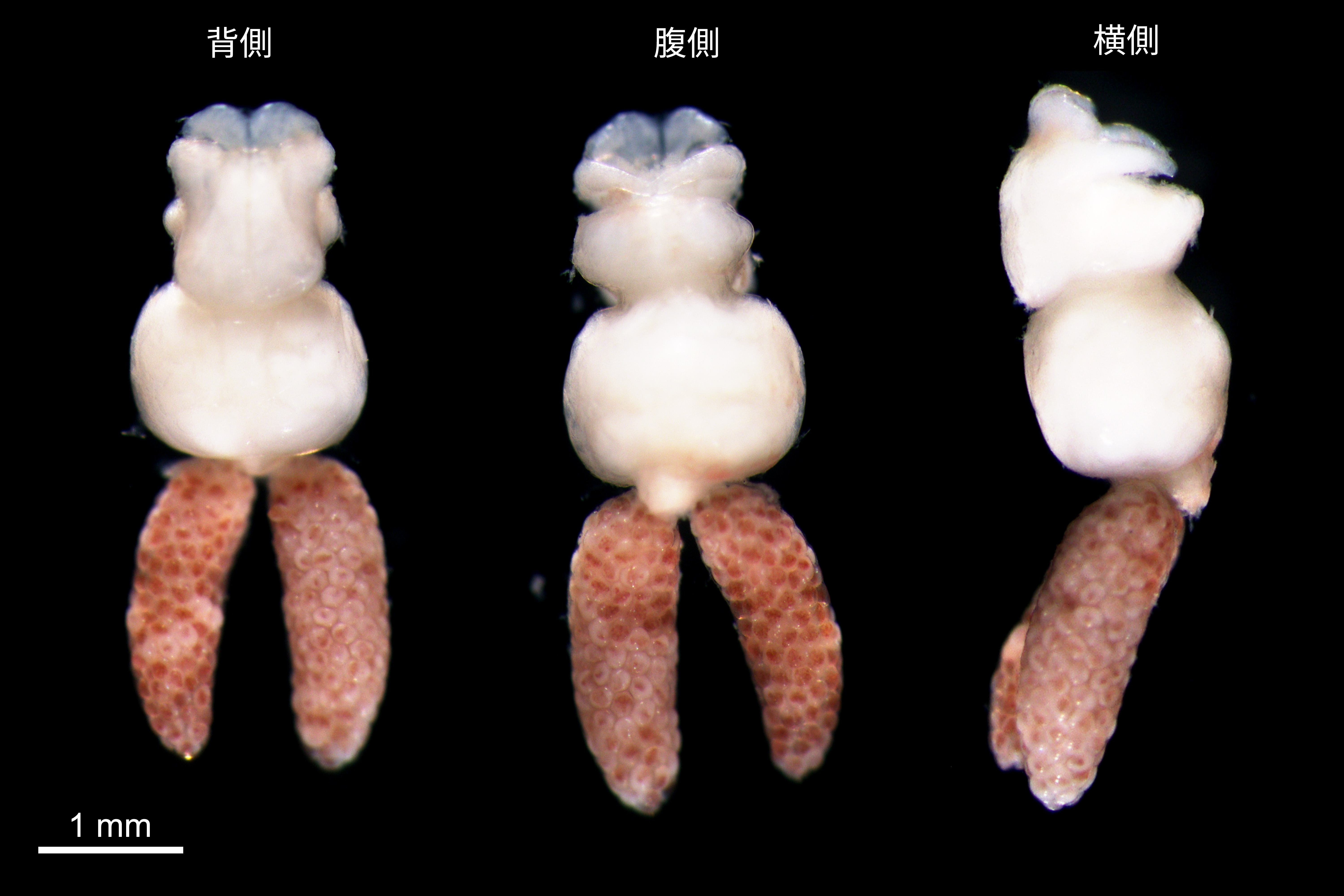 寄生虫　ウデツブムシ